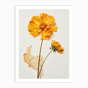 Pressed Flower Botanical Art Marigold 3 Art Print