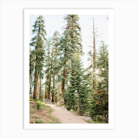 National Parks Yosemite Trees Art Print