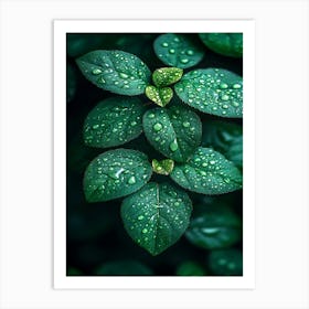 Green Leaves With Water Droplets Art Print