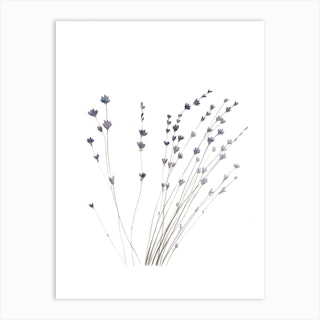 Lavender 3 Art Print