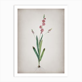 Vintage Ixia Scillaris Botanical on Parchment n.0263 Art Print