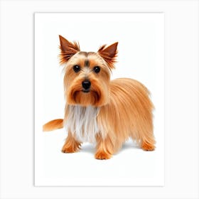 Silky Terrier Illustration Dog Art Print