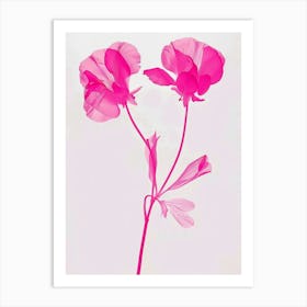 Hot Pink Sweet Pea 1 Art Print