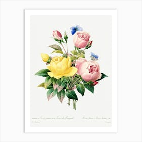 Yellow Rose And Cabbage Rose, Pierre Joseph Redoute Art Print