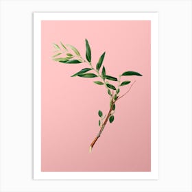 Vintage Jujube Botanical on Soft Pink n.0067 Art Print