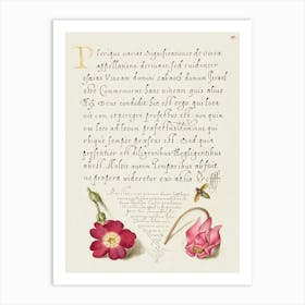 Insect, Balkan Primrose, And Alpine Violet From Mira Calligraphiae Monumenta, Joris Hoefnagel Art Print