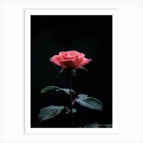 Rose On A Black Background 18 Art Print