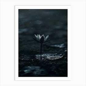 Water Lily Art Print