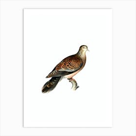 Vintage Oriental Turtle Dove Bird Illustration on Pure White n.0043 Art Print