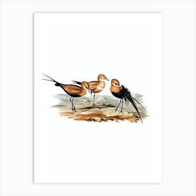 Vintage Australian Pratincole Bird Illustration on Pure White n.0230 Art Print