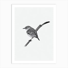 Mockingbird B&W Pencil Drawing 1 Bird Art Print