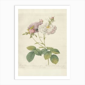 Rose Illustration, Pierre Joseph Redoute(100) Art Print