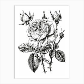 Black And White Rose Line Drawing 10 Art Print