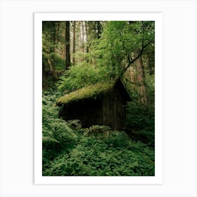 Forest Shack Art Print