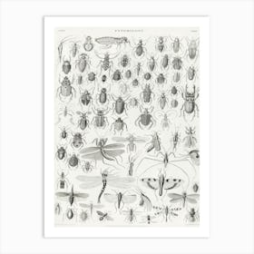 Entomology, Oliver Goldsmith Art Print