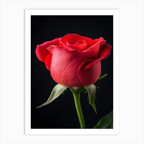 Red Rose On Black Background 16 Art Print