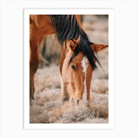 Grazing Desert Horse Art Print