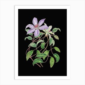 Vintage Violet Clematis Flower Botanical Illustration on Solid Black n.0795 Art Print