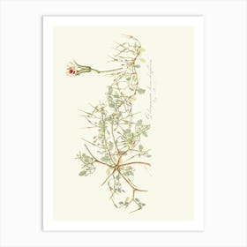 Eucalyptus 6 Art Print