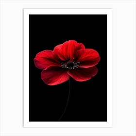 Red Poppy 3 Art Print