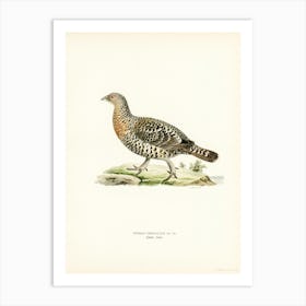 Western Capercaillie, The Von Wright Brothers Art Print