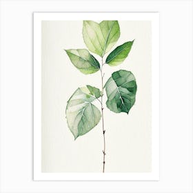 Viburnum Leaf Minimalist Watercolour 3 Art Print