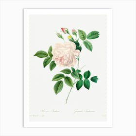 White Rose, Pierre Joseph Redoute 1 Art Print