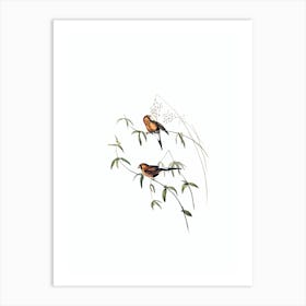 Vintage Masked Grass Finch Bird Illustration on Pure White n.0142 Art Print