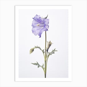 Pressed Wildflower Botanical Art Harebell 2 Art Print