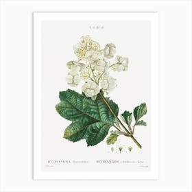 Oakleaf Hydrangea, Pierre Joseph Redoute Art Print