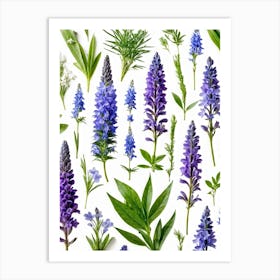 Nature Pattern Isolate White Arrangement Purple Flat Floral Blue Natural Herbal Medicine (15) Art Print