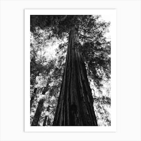 Redwood Forest XVI Art Print