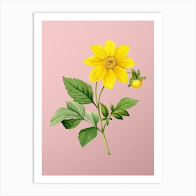 Vintage Dahlia Simplex Botanical on Soft Pink n.0254 Art Print