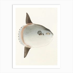 Vintage Puffer Fish Art Print