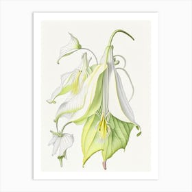 Angel S Trumpet Floral Quentin Blake Inspired Illustration 1 Flower Art Print