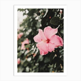 Pink Hibiscus Flower Art Print