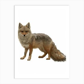 Red Fox 2 Art Print