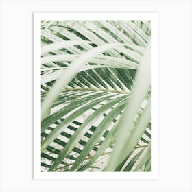 Palm Leaves In The Garden Art Print