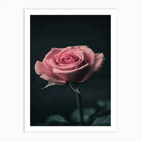 Pink Rose 67 Art Print