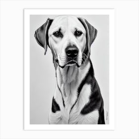 American Foxhound 2 B&W Pencil Dog Art Print