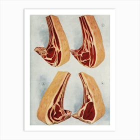 Anatomy Of The Rib Art Print