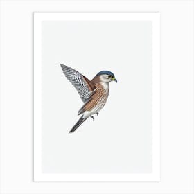 Eurasian Sparrowhawk B&W Pencil Drawing 2 Bird Art Print