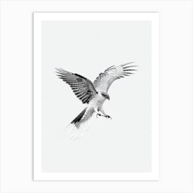 Hawk B&W Pencil Drawing 3 Bird Art Print