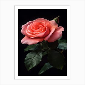 Pink Rose On Black Background 63 Art Print