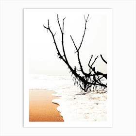 Dead Tree On The Beach Art Print