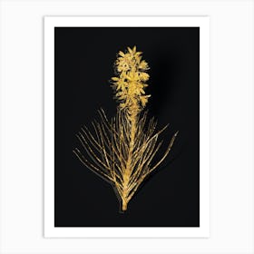 Vintage Yellow Asphodel Botanical in Gold on Black n.0173 Art Print