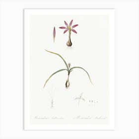 Spring Meadow Saffron Illustration From Les Liliacées (1805), Pierre Joseph Redoute 1 Art Print