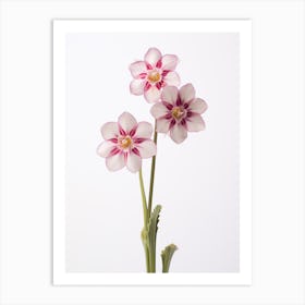 Pressed Wildflower Botanical Art Shooting Star 2 Art Print