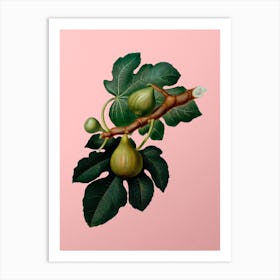 Vintage Fig Botanical on Soft Pink n.0700 Art Print