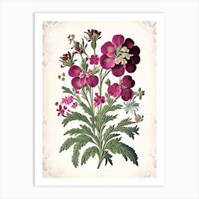 Sweet William 1 Floral Botanical Vintage Poster Flower Art Print